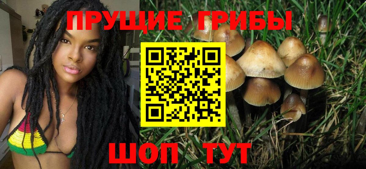 Псилоцибиновые грибы Cubensis Сосновоборск